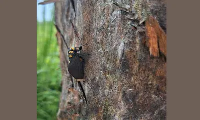 rare black and golden cicada recorded in india for first time in assam’s manas