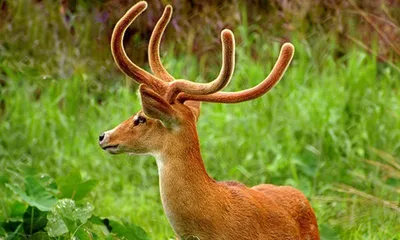 environmentalists flag misnaming of manipur’s state animal sangai in wildlife act