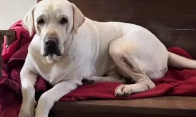 manipur  8 die of  rabies  teen expires of dog bite in imphal west