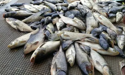 mass fish deaths in assam’s kharkhari river raise industrial pollution concerns
