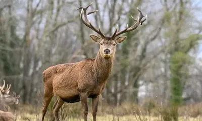 arunachal  royal stag spotted on new pmgsy road sparks conservation talk
