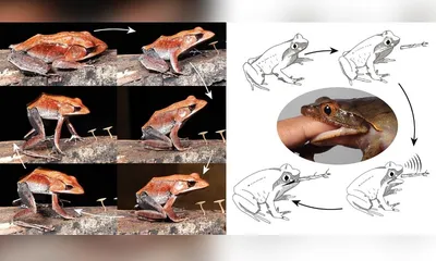 wild drama in india’s forests  frogs that bite  shriek  and intimidate
