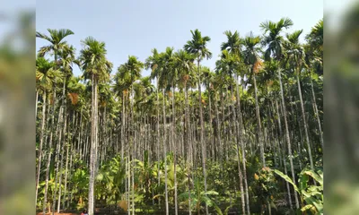 villagers in nagaland stop assam forest officials from cutting areca nut trees