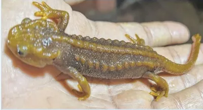 manipur  habitat loss and climatic shifts threaten himalayan newt population in ukhrul