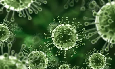 tripura reports no nipah cases  health department intensifies preventive measures