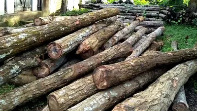 assam  timber smugglers ravage forests in karbi anglong under officials  noses