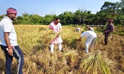 tripura minister kishor barman joins farmers for paddy harvest in sepahijala