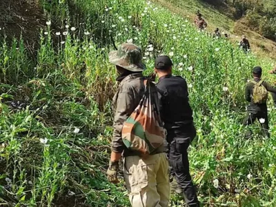 manipur  45 acres of poppy fields destroyed in kangpokpi  tengnoupal