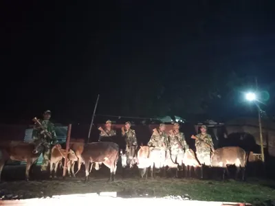 meghalaya  bsf rescues 37 cattle heads from indo bangla border