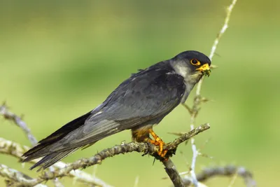 nagaland  forest dept calls for protection of amur falcons  bans hunting