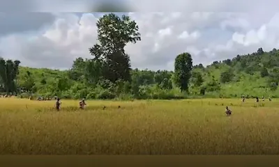 harvest begins in lapangap despite assam meghalaya border row