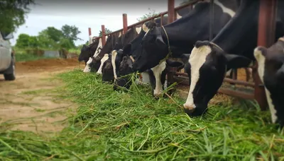 vpp urges meghalaya govt to stop  gau dhwaj  yatra