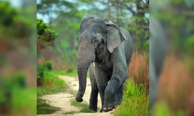 silence on the wild  assam’s independence day address skips alarming wildlife  wetland  amp  deforestation crises