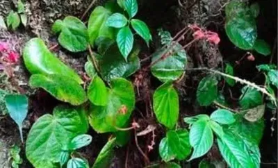 arunachal  new plant species begonia nyishiorum discovered in east kameng