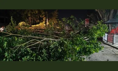 assam  tree collapse near dumduma halts road and rail traffic in tinsukia