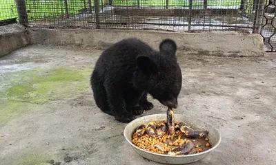 arunachal  orphaned asiatic black bear cub rescued at mehao wildlife sanctuary