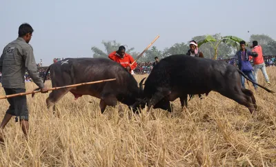 assam  gauhati hc bans buffalo  bulbul fights