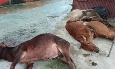 assam  20 cows die under mysterious circumstances at tinsukia gaushala  high level probe sought