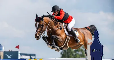 equestrian sport  the elegant bond between horse and rider