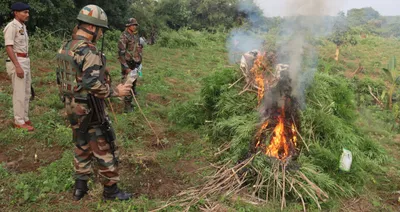 tripura  assam rifles destroys ganja plantation worth rs 1 5 crore