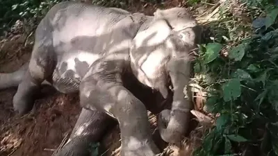 assam  elephant calf separated from herd reunited in tinsukia