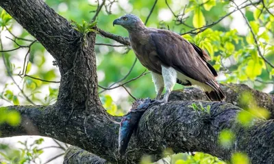 assam  kaziranga emerges as stronghold for india’s birds of prey  survey finds