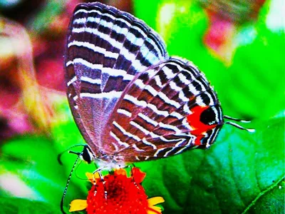 kaziranga emerges as india’s second butterfly diversity hub