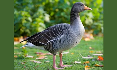 assam  mass poisoning of migratory birds in majuli sparks conservation concerns