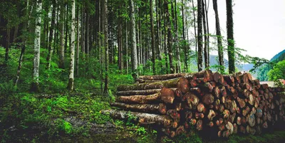 assam s border forests face disproportionate tree cover loss  report