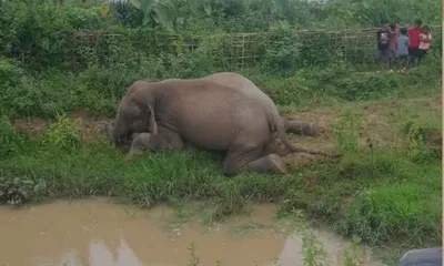 assam  doomdooma forest division launches probe after wild elephant carcass found in tinsukia
