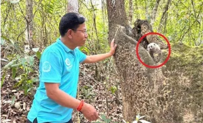 manipur  rare slow loris rescued and released back to forest
