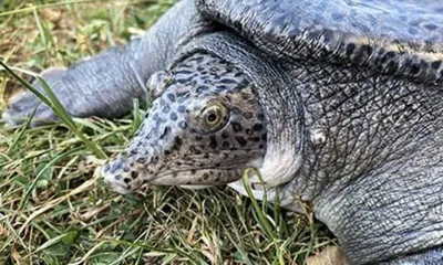 manipur  critically endangered burmese peacock softshell turtle found in india for first time