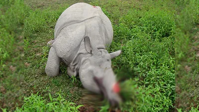 assam  female rhino poached in kaziranga  horn taken away