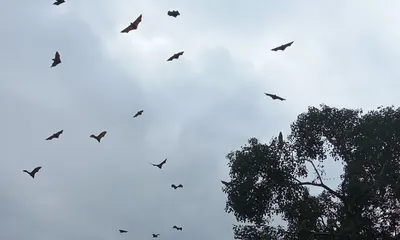 assam  tinsukia’s bormurah bat colony faces decline amid urban expansion and habitat loss