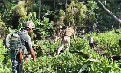 manipur  security forces destroy 5 acres of poppy fields in kangpokpi