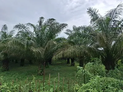 arunachal  east siang farmers start earning from oil palm cultivation