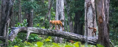 assam  dholes return to their habitat