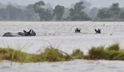 assam  flood overtakes poachers in killing rhinos