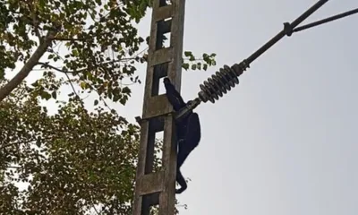 assam  western hoolock gibbon electrocuted in hollongapar sanctuary amid railway electrification concerns