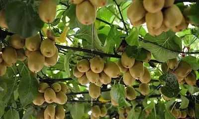 tripura plans to introduce profit making fruit crops like kiwi  amp  berries