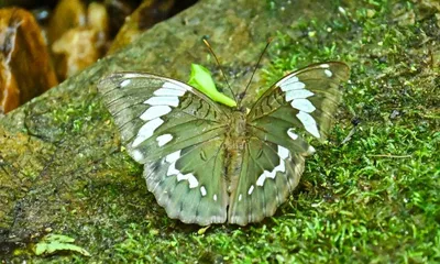 new butterfly species recorded in arunachal named after zubeen garg