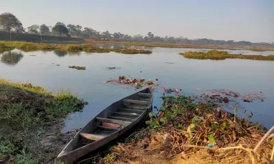 assam  ecological decline threatens biodiversity at maijan beel