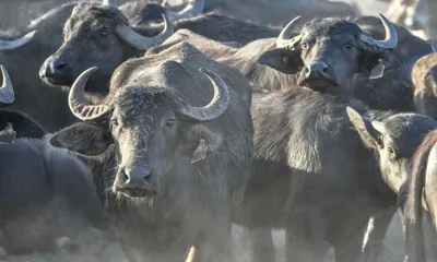 assam  kamrup farmers alarmed as feral domestic buffaloes damage crops