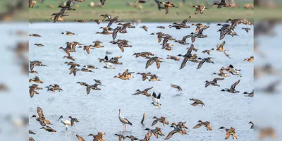assam  pobitora reports 50 per cent surge in water bird population