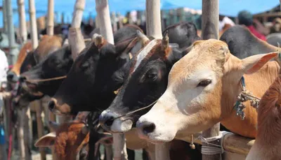 assam  rss backed muslim org calls for shutdown of illegal beef shops in guwahati