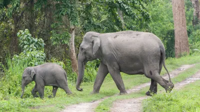 assam  retired army man killed in elephant attack in goalpara