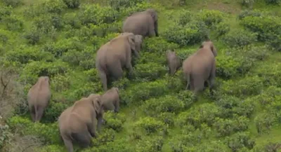 ‘elephant transfer’ from assam  amp  arunachal  orgs demand embargo on jumbo transit from northeast