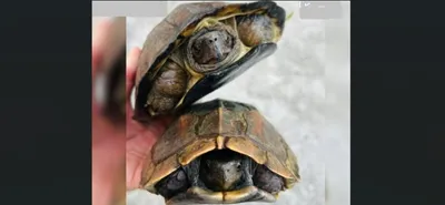manipur  two endangered turtles rescued in tengnoupal