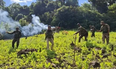 manipur  10 acres of illegal poppy cultivation destroyed in kangpokpi