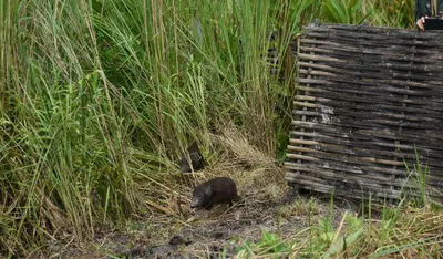 assam  18 pygmy hogs return to their historical home in manas national park